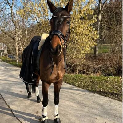 PferdeWert Instagram - Pferd mit Abschwitzdecke